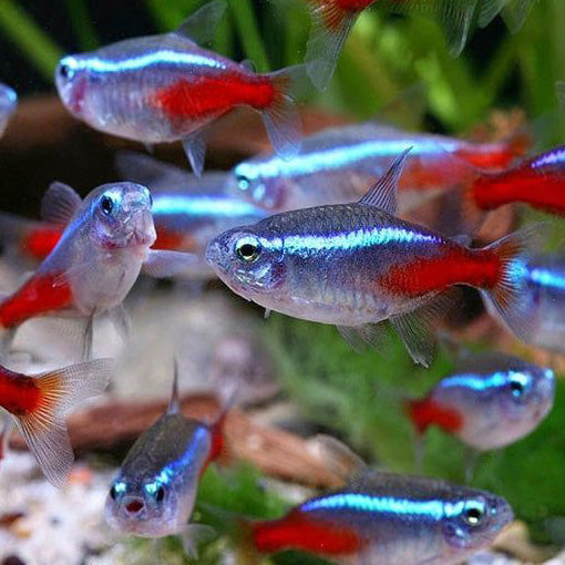 Nano Fish – The Fin Shop