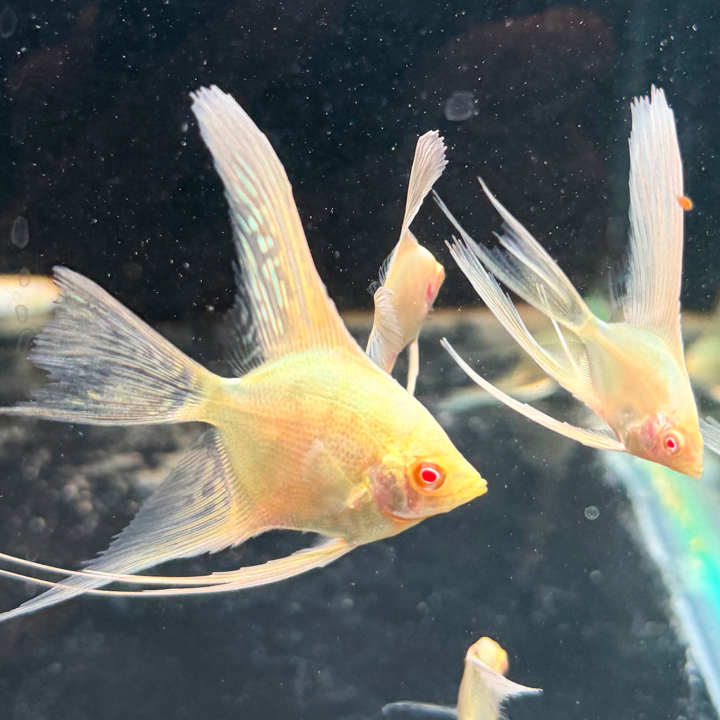 24k Gold Angelfish