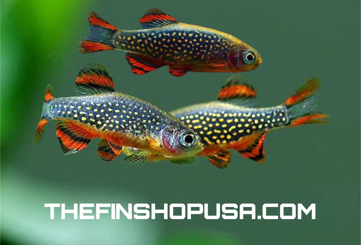 PACK OF 10 - GALAXY RASBORA - CELESTIAL PEARL DANIO