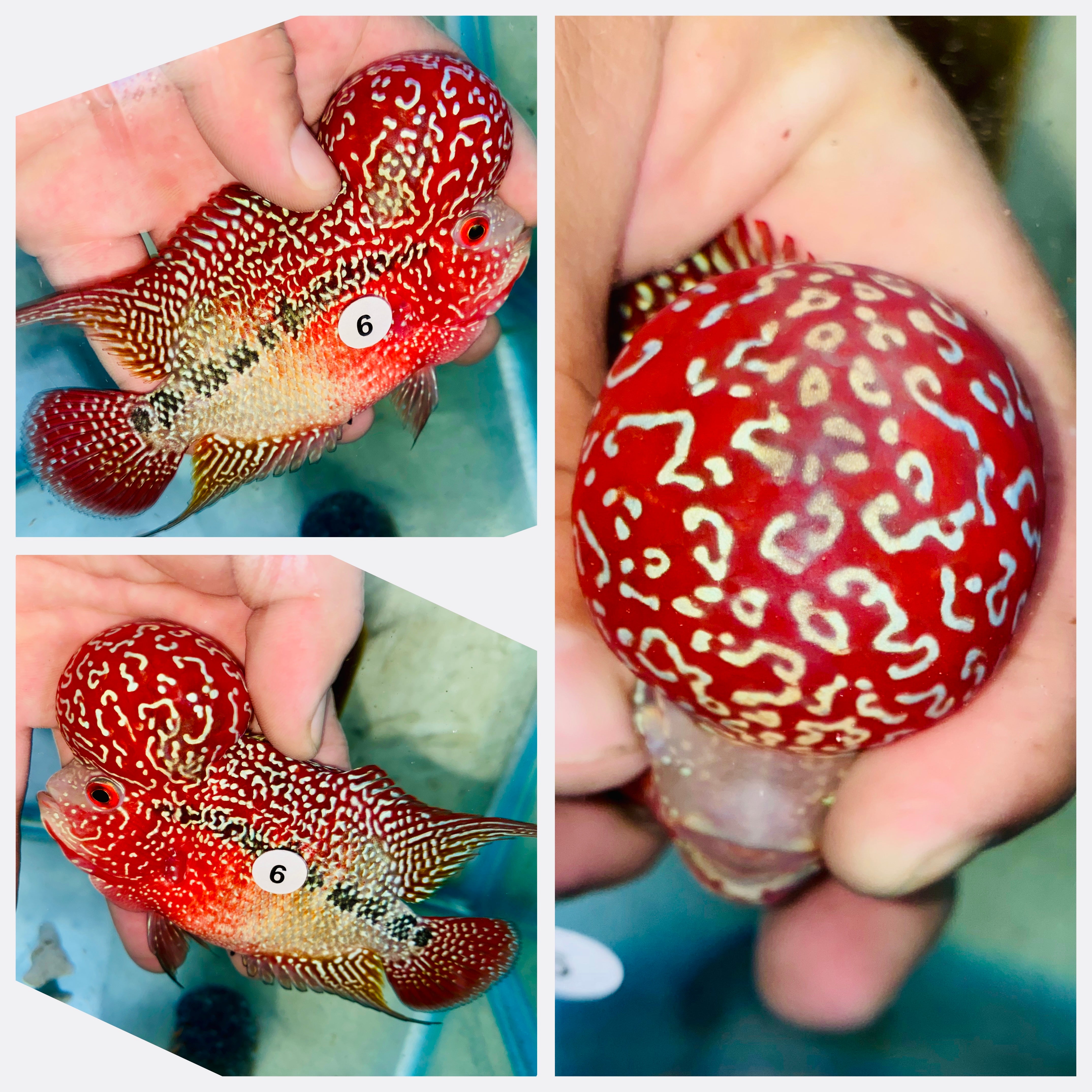 ガムラン　マレーシア　F# Flowerhorn Kamfa F3 # 06 – The Fin Shop