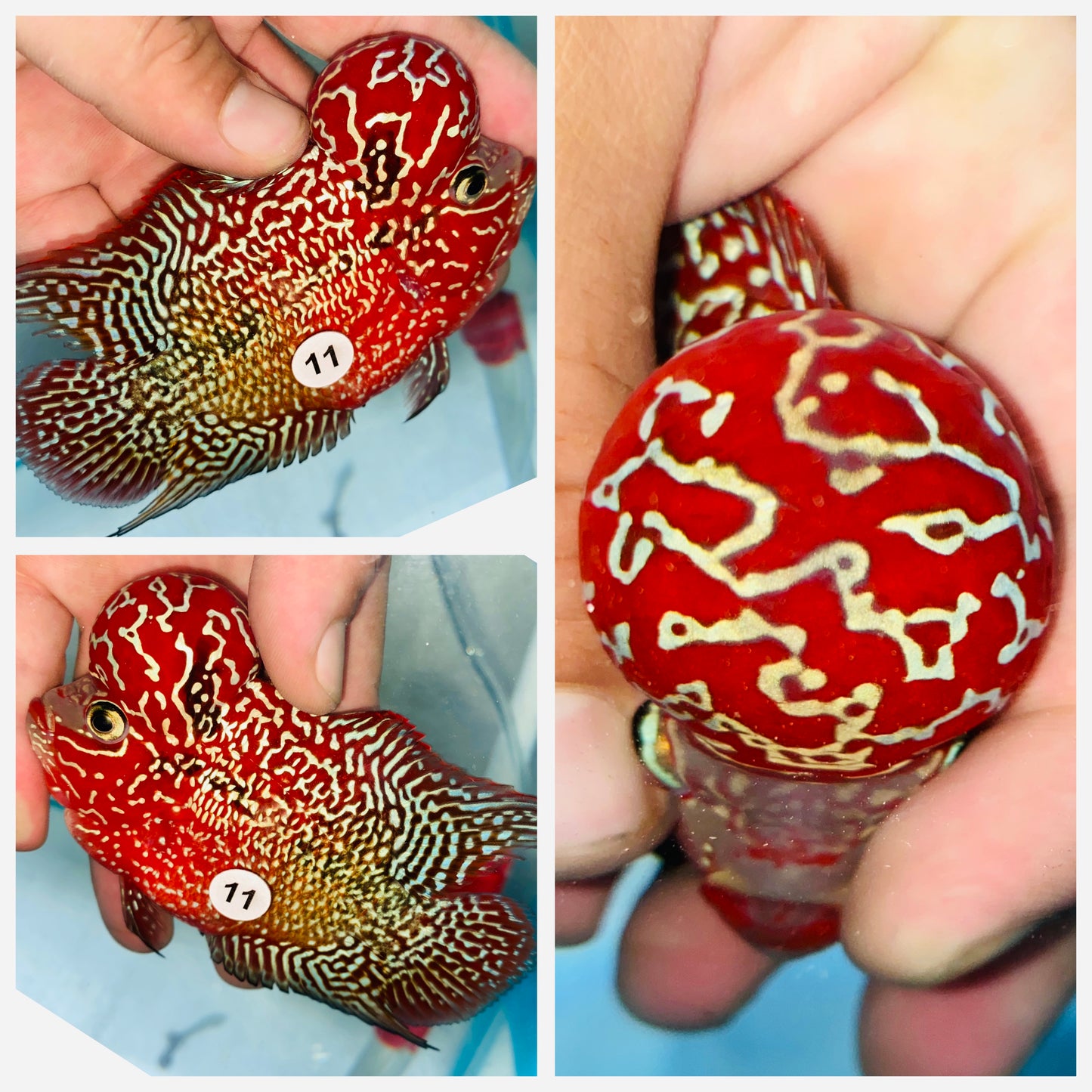 Flowerhorn Kamfa F3 # 11