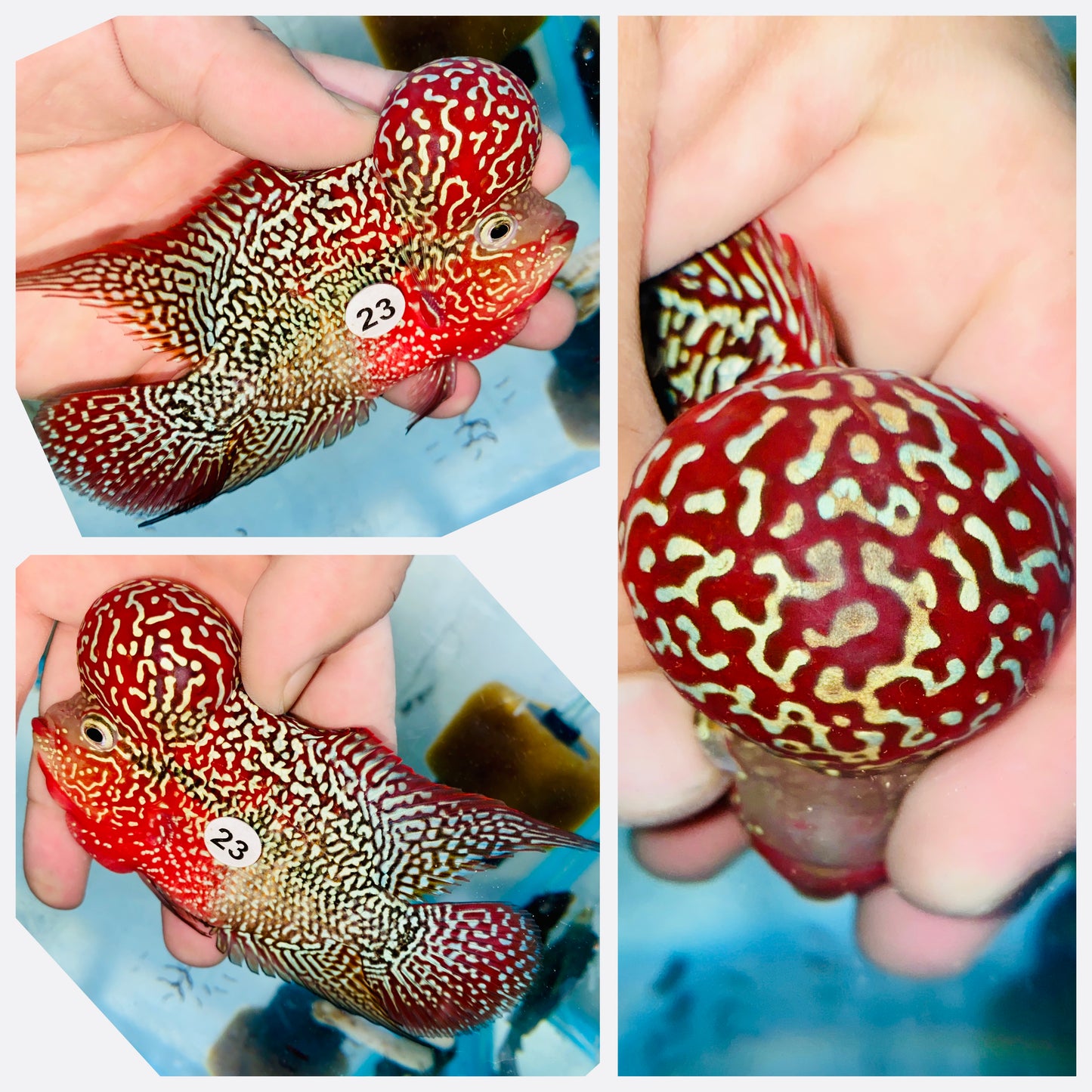 Flowerhorn Kamfa F3 # 23