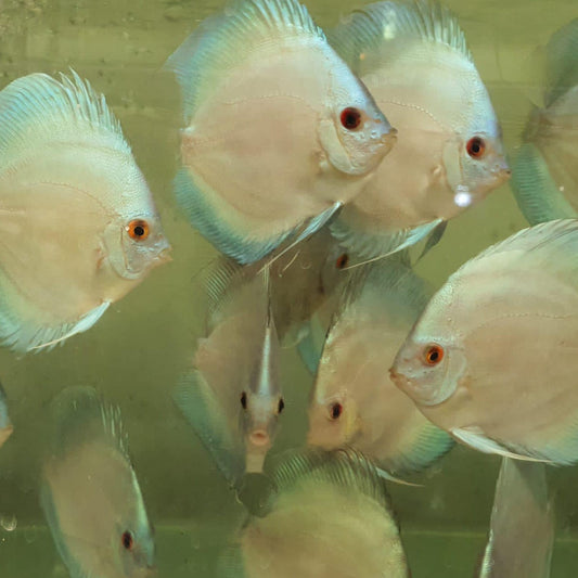 Blue Diamond Discus