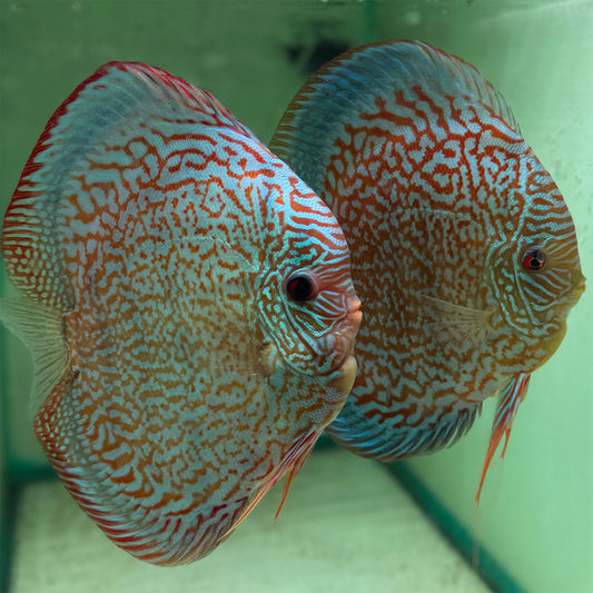Breeding Pair Discus - Galaxy Turquoise (5"+)