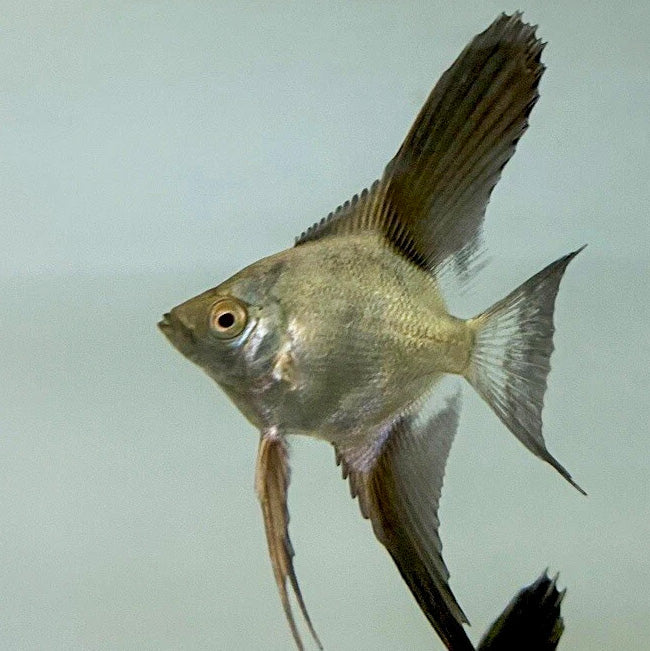 Bulgarian Seal Point Angelfish