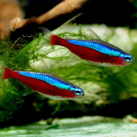 Cardinal Tetra Fish (Paracheirodon axelrodi) – Nano Freshwater Aquarium Fish