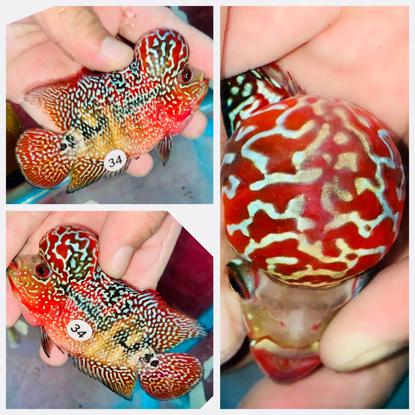 Flowerhorn Kamfa F3 # 34