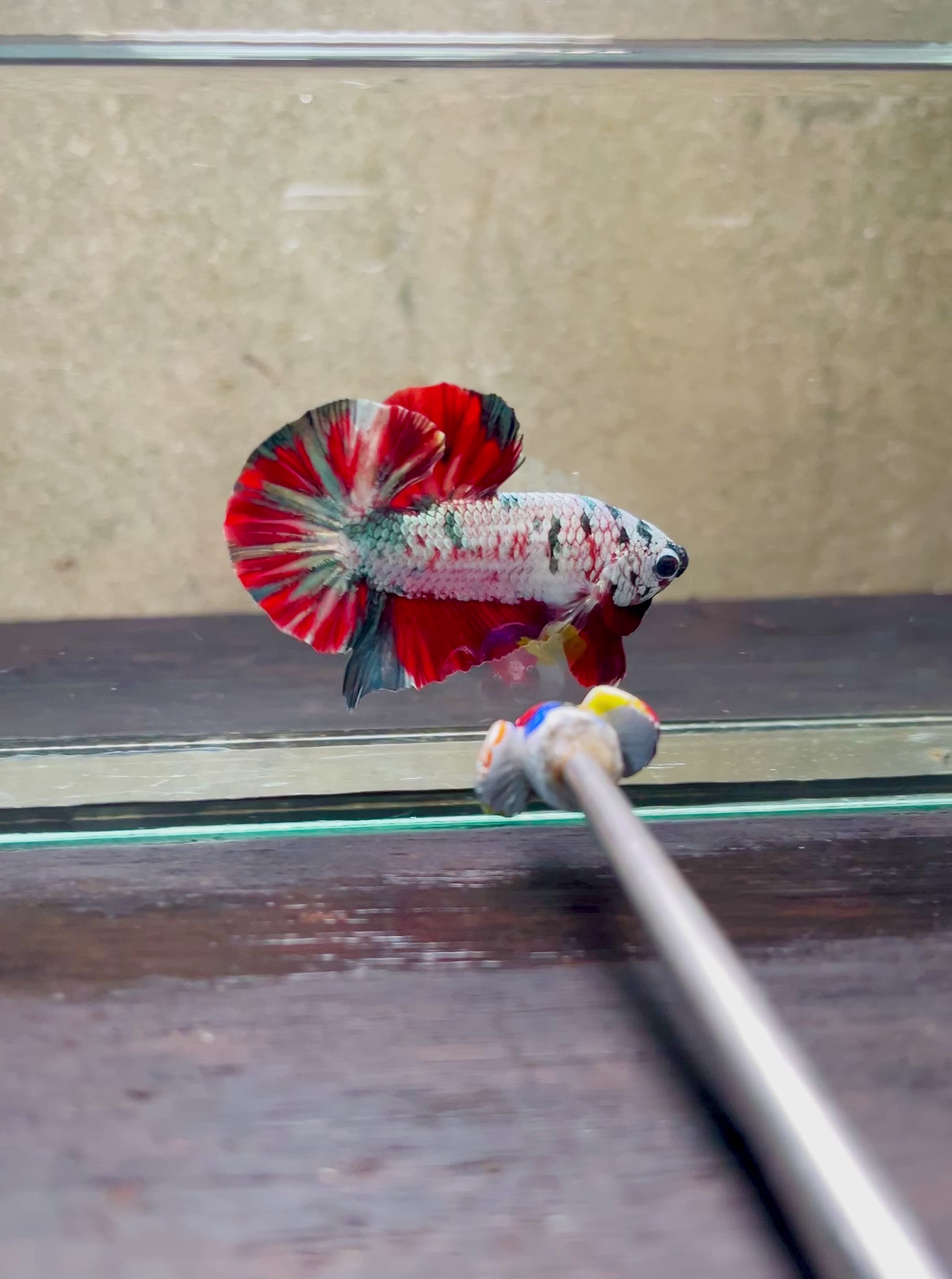 Multicolor Plakat Male Betta Fish - NK03