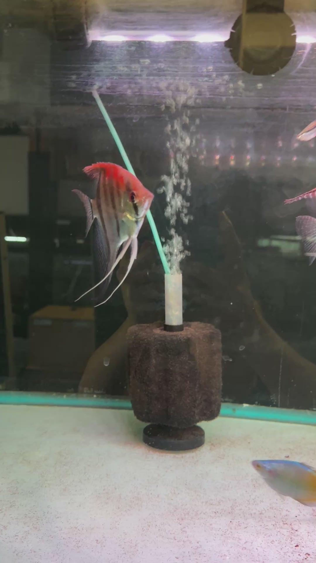 Manacapuru Redback Angelfish -Super Red