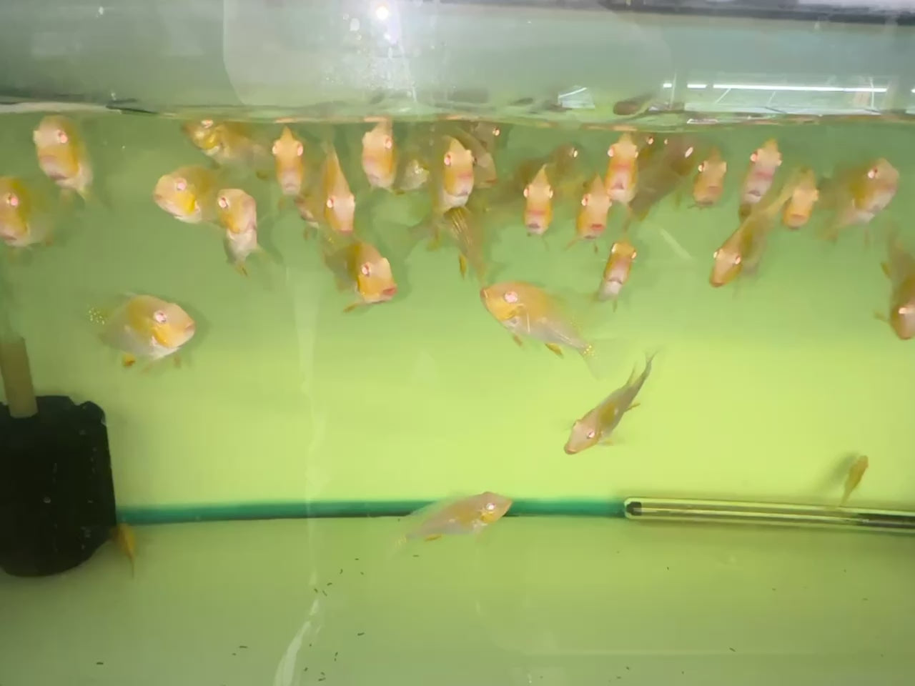 3-4" ALBINO GEOPHAGUS HECKELII