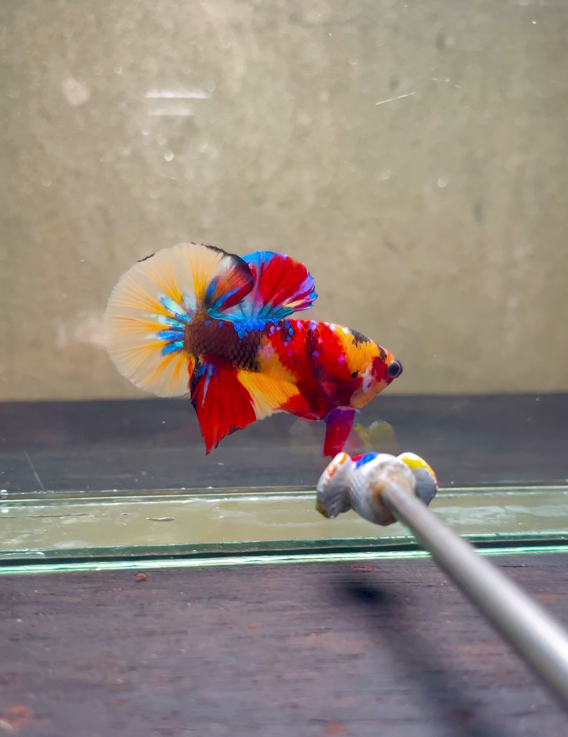 Multicolor Plakat Male Betta Fish - NK08