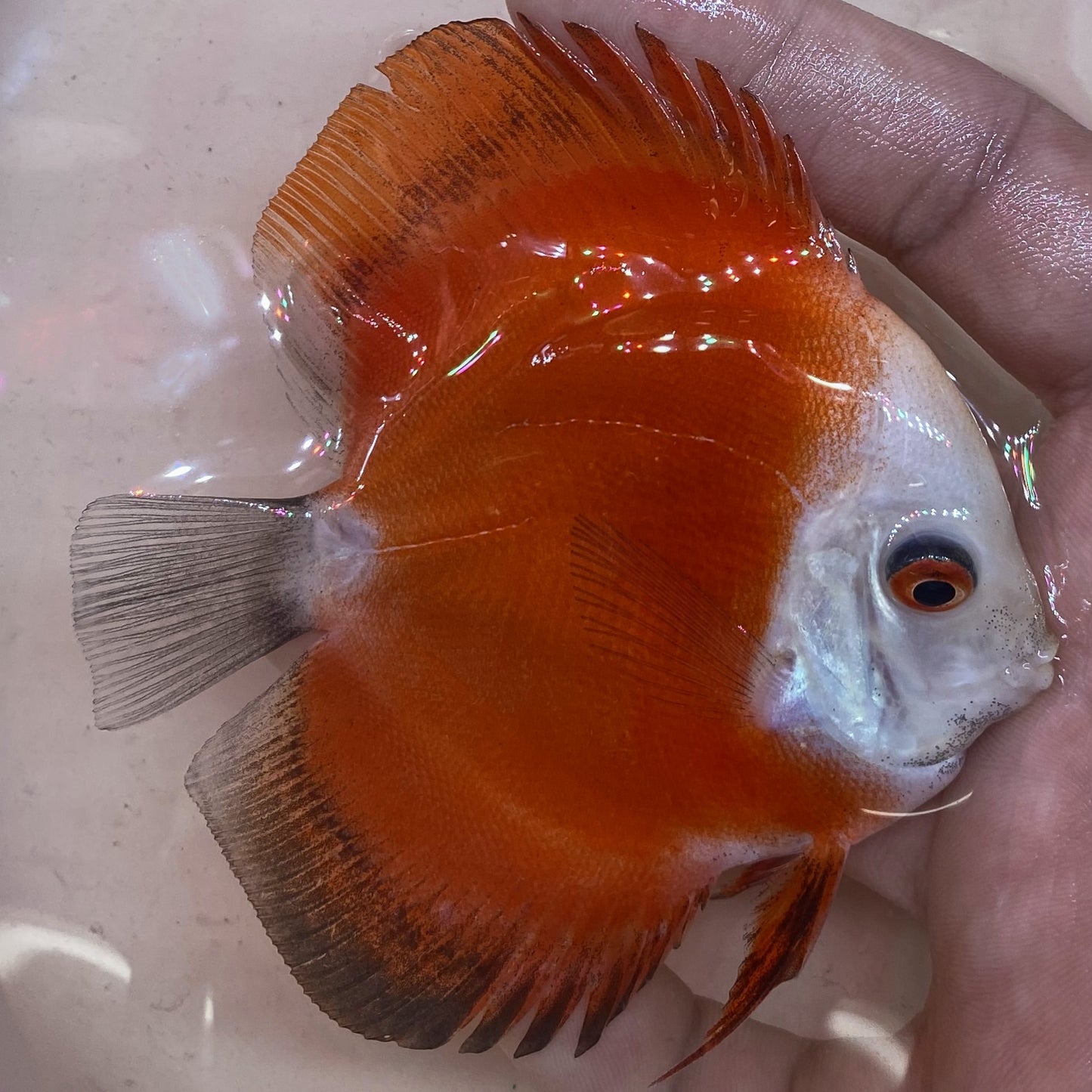 Red Melon Discus