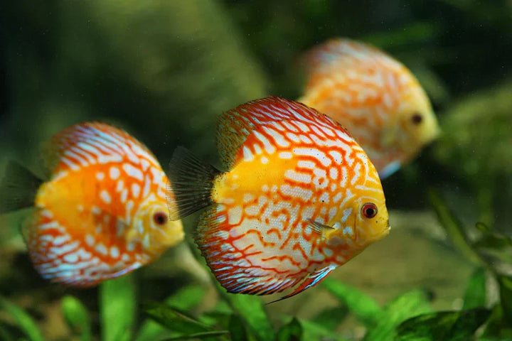 Best Place to Buy Discus Fish Online in the U.S.