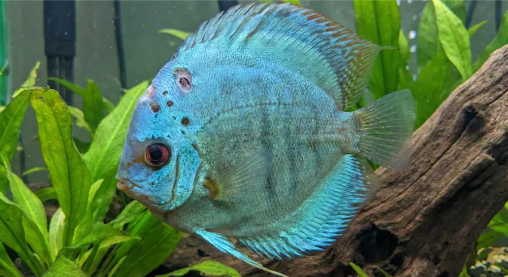 Unheallthy Discus Fish Discus Fish Hole in the Head Disease: Causes, Treatment, and Preventio ...