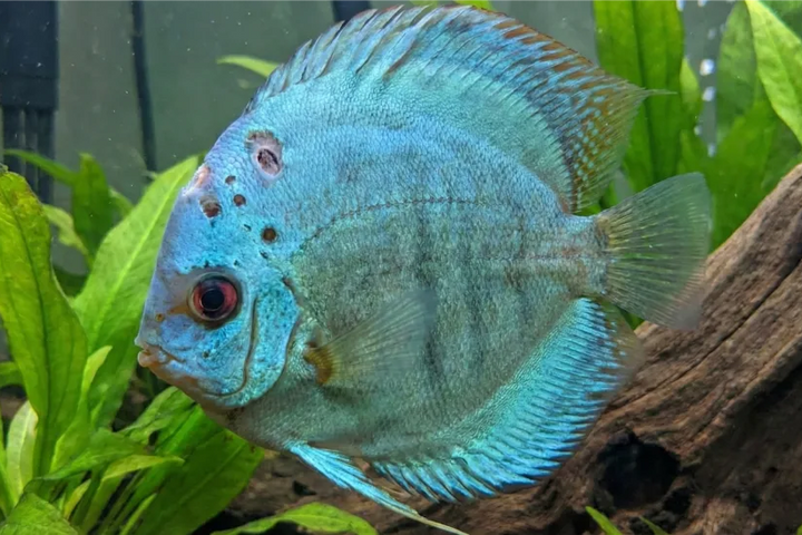 Discus Fish Hole in the Head Disease: Causes, Treatment, and Prevention