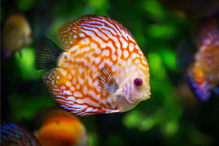 Discus Fish Natural Habitat and How to Recreate It at Home