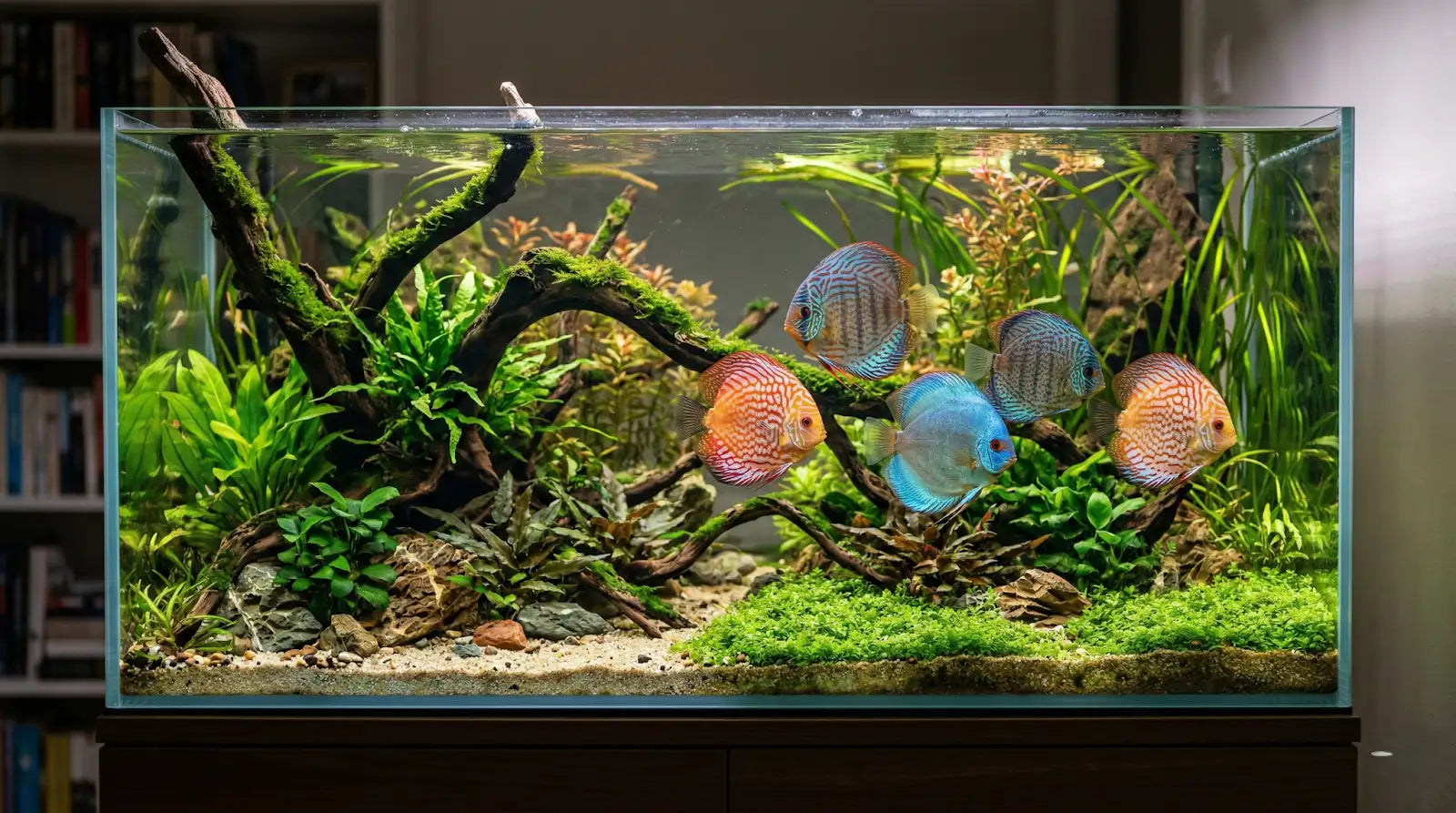 Creative discus tank setup ideas for a stunning home aquarium