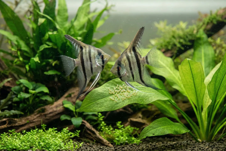 Master freshwater angelfish breeding with these simple steps