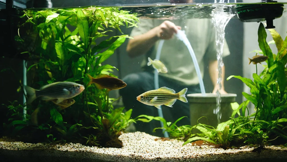 Mastering your fish tank water change schedule