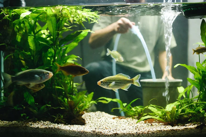 Mastering your fish tank water change schedule
