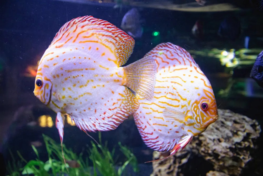 Unheallthy Discus Fish How to Care for Discus Fish: A Step-by-Step Guide – The Fin Shop