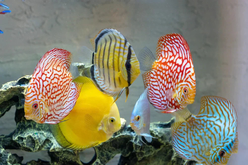 Discus Eating What Do Discus Fish Eat for Color, Growth, and Long Lifespan? – The Fin ...