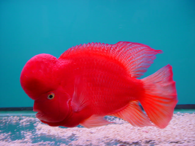 Flowerhorn