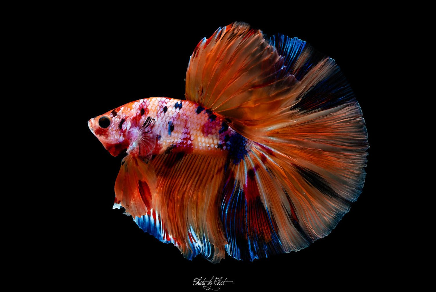 Betta
