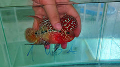 4” Two Tone F3 Flowerhorn-NL01