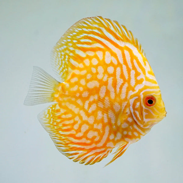 Golden Checkerboard Discus