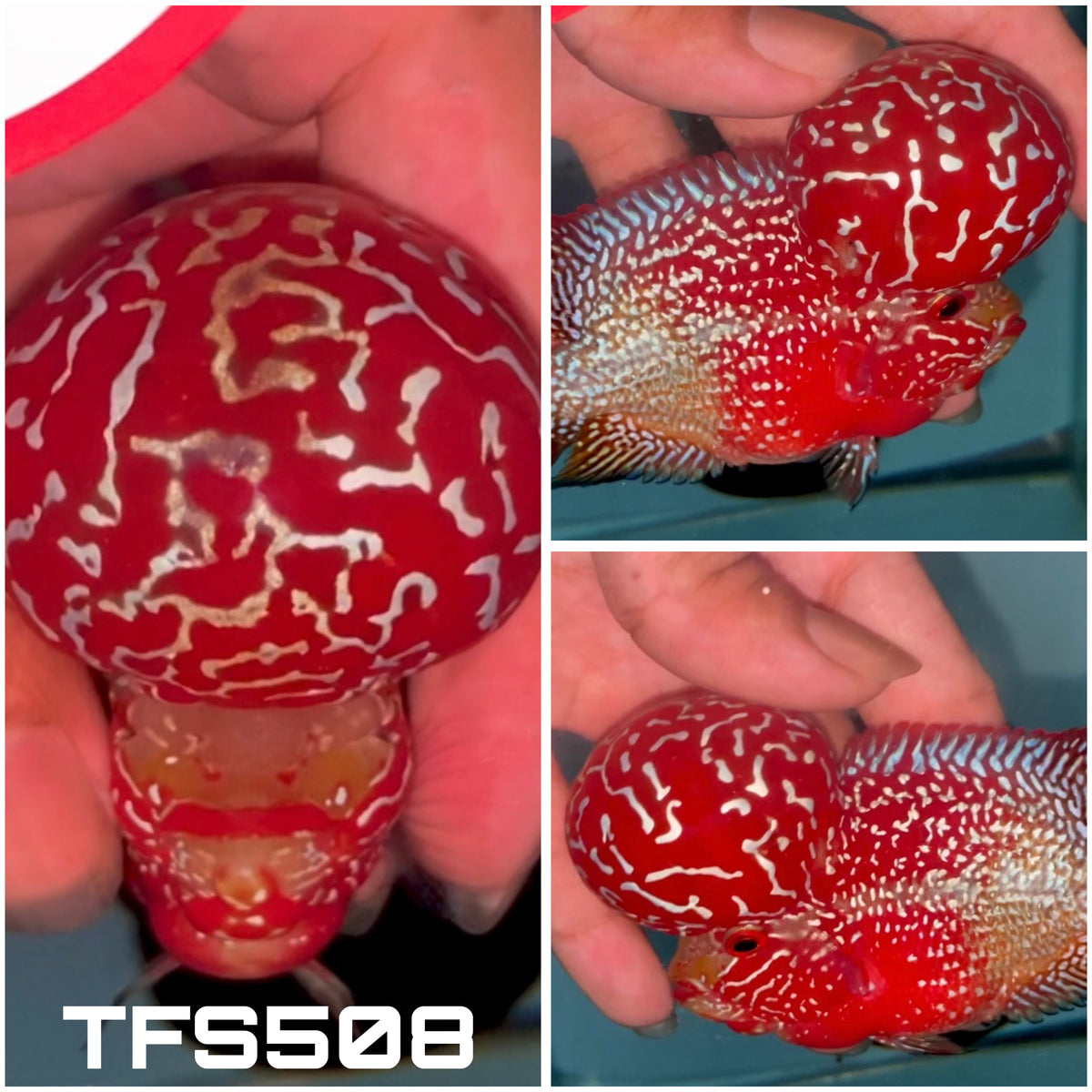 4” Two Tone F3 Flowerhorn-TFS508