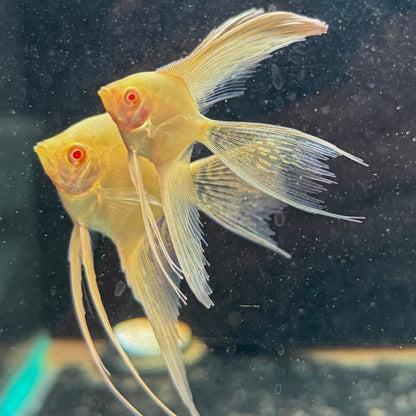 24k Gold Angelfish