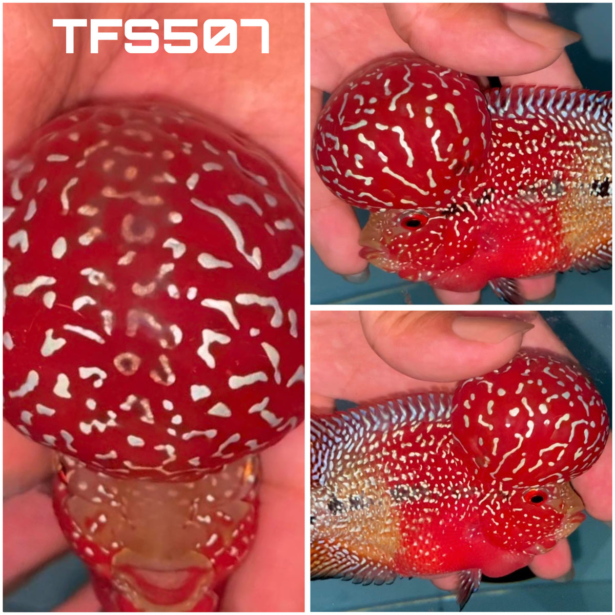 4” Two Tone F3 Flowerhorn-TFS507