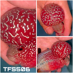 4” Two Tone F3 Flowerhorn-TFS506