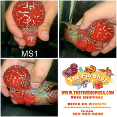 4” Two Tone Short Body Flowerhorn-MS1