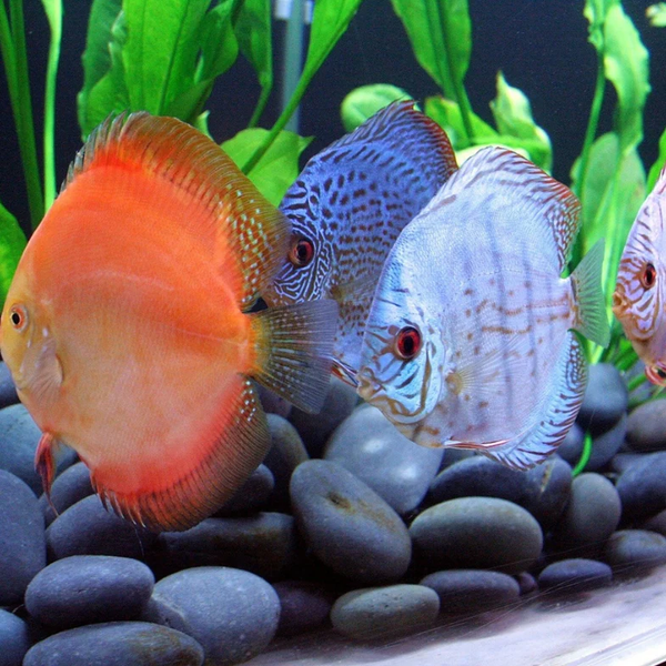Discus