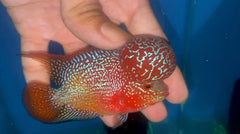 P06 - Flowerhorn - Two Tone - 3.5"