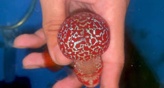 P01 - Flowerhorn - Two Tone - 3.5"