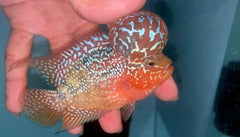 P10 - Flowerhorn - Two Tone - 3.5"