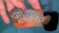 P10 - Flowerhorn - Two Tone - 3.5"