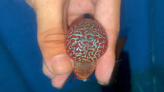 P06 - Flowerhorn - Two Tone - 3.5"