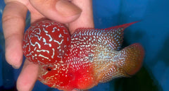 P01 - Flowerhorn - Two Tone - 3.5"