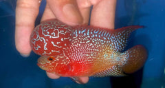 P06 - Flowerhorn - Two Tone - 3.5"