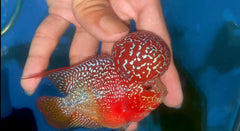 P01 - Flowerhorn - Two Tone - 3.5"