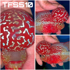 4” Two Tone F3 Flowerhorn-TFS510