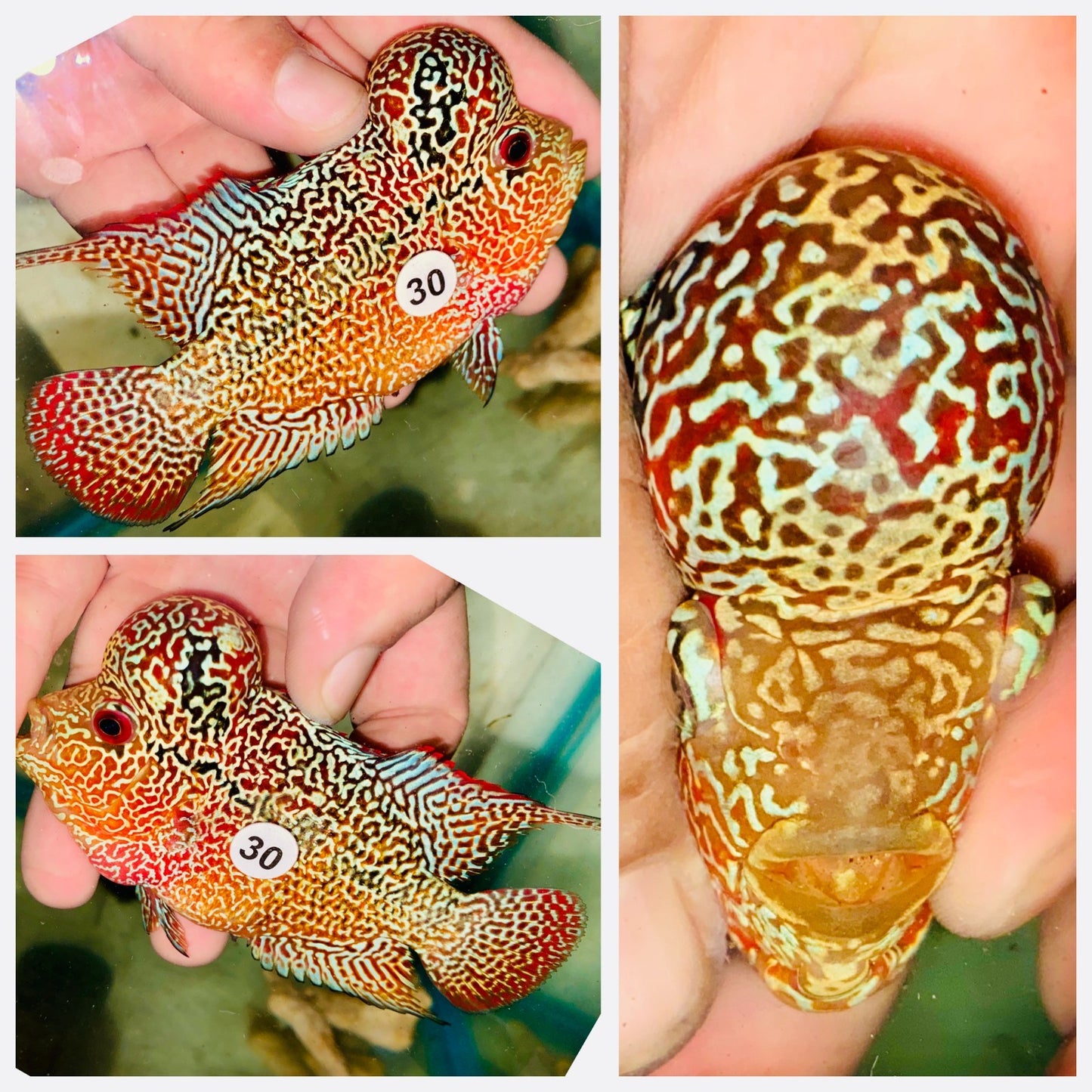 Flowerhorn Kamfa F3 - 30