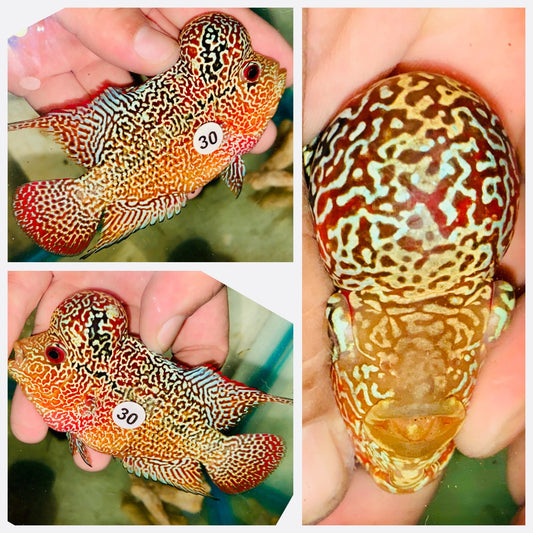 Flowerhorn Kamfa F3 - 30