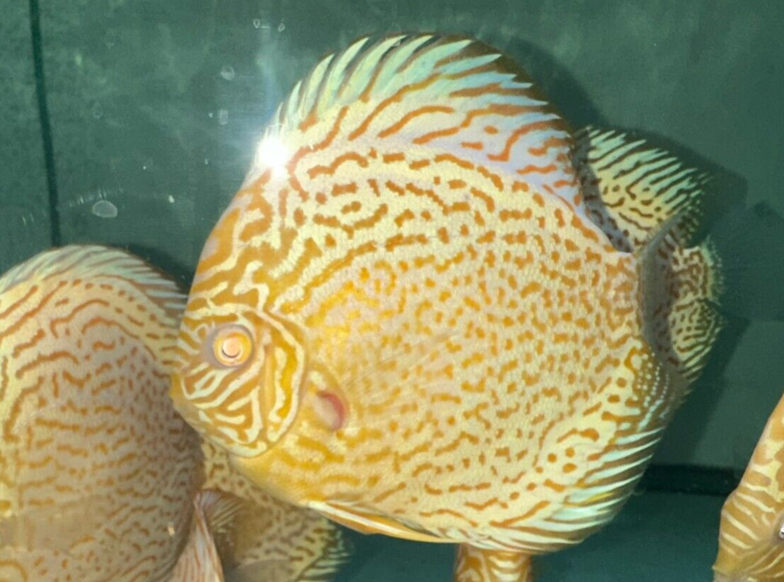 Albino Golden Leopard 5"