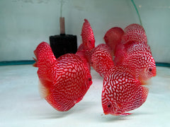 Red Checkerboard Discus - 5-6"