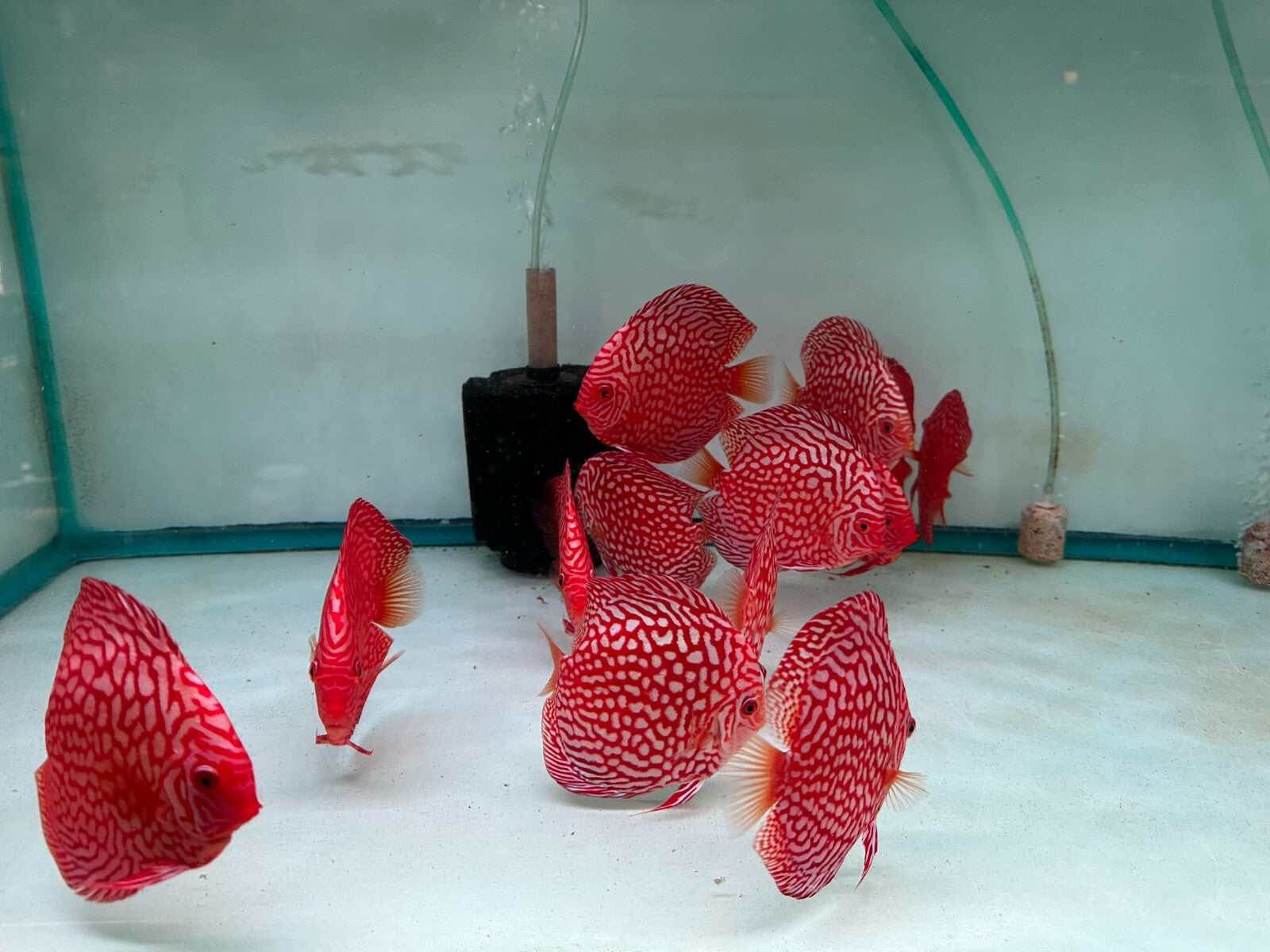 Red Checkerboard Discus - 5-6"